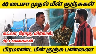 மீன் பண்ணை ஆரம்பிக்க வேண்டுமா? 40 பைசா முதல் தரமான மீன் குஞ்சுகள் முழு தகவல் Business ideas in tamil