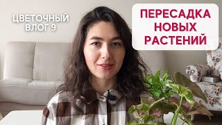 ЦВЕТОЧНЫЙ ВЛОГ 9 / Пересадка СИНГОНИУМА и переукоренение ПИЛЕИ пеперомиевидной