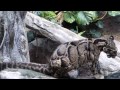 ウンピョウのコハクさん　のいち動物公園　2014.12.17