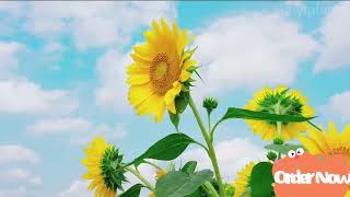 🌻🌼Sunflower #sunflower #flowers #flowergarden #garden #love