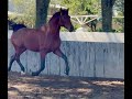 Opulento, Potro Español, Nieto de Remache XIII, Campeón de España 🇪🇸