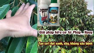 Quy trình bón phân, phun thuốc tạo cơi đọt mới cho cây sầu riêng | 0939.051.123