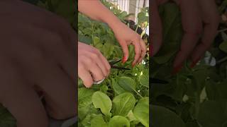 Greens for my Rabbits 🥰 #fallgarden #garden #gardening #lettuce #greens ##patiogardening #winter