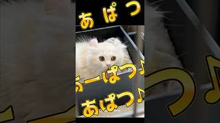 あぱつを歌う毛玉「箱入り仔猫編」 #猫 #apt #あぱつ #キンカロー #cat