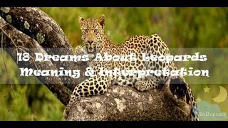 #78 Dreams About Leopards -  Meaning \u0026 Interpretation