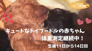 元気に成長中‼️トイプードル赤ちゃん毎日の体重測定❤️生後11日から14日目