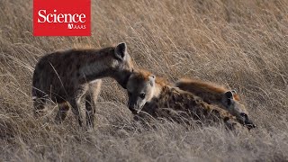 Mom’s powerful friends keep high-ranking hyenas on top