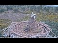 Female Osprey CJ7 bringing large stick to Poole Harbour nest cam