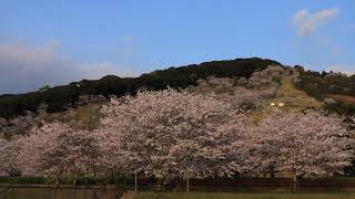 【令和二年】２０２０年４月５日宮崎県都城市高城「石山観音池公園」染井吉野桜の満開期♪「ブラックホールメッセージ」