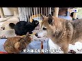 r村の大掃除で犬は警備、猫たちもなぜか忙しそうに動いています