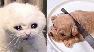 Pets Reaction to Cutting Cake 🤣 - Funny Dog Cake Reaction Compilation | Pet's Life