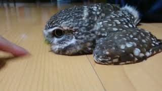 挑逗猫头鹰的后果 The consequences of teasing owls