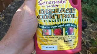 Amazing Results Fighting Garden Disease with Healthy Bacteria