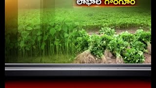 Jai Kisan AP - 16th July 2016 - గోంగూర సాగుతో ఆదాయం పొందుతున్న బాపట్ల రైతులు