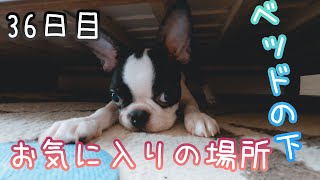 【36日目Ver.2】ベッドの下がお気に入り？ボストンテリアの子犬の生態