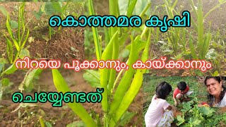 Kothamara Krishi | കൊത്തമര കൃഷി | Cluster Beans Farming | Krishi Malayalam | Kappayum Burgerum