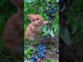 cute rabbit eating blueberries。可愛的小兔子吃藍莓。ブルーベリーを食べるかわいいウサギ。प्यारा खरगोश ब्लूबेरी खा रहा है。 bunny