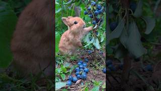 Cute rabbit eating blueberries。可愛的小兔子吃藍莓。ブルーベリーを食べるかわいいウサギ。प्यारा खरगोश ब्लूबेरी खा रहा है。#bunny