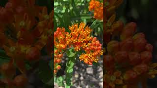 Monarchs on Butterfly Weed