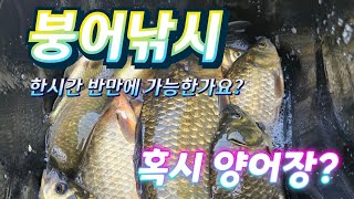 붕어낚시 폭염특보  한시간 반만에 폭팔적인 조황(?) 가능한가요