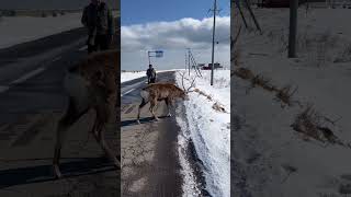 Hokkaido deer is walking on the road and drift ice | Japan travel | Giant Deer Shika | wild life