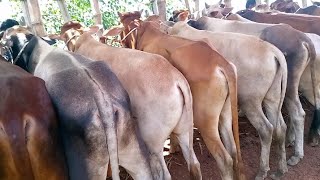 ৫৫ হাজারে ২৫কোরবানি উপযোগী সাইওয়াল ষাঁড় বাছুর। কুমিল্লা মিরশান্নি। #gorurhat #cow #shahiwal#gabtoli