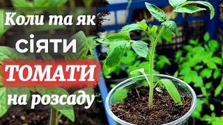 Коли сіяти та  як садити томати на розсаду. #розсада #томат #помідори