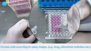 Cell Counting Kit-8 (CCK-8) Assay Principle