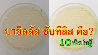 บาซิลลัส ซับทีลิส คืออะไร