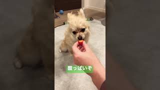 【ポメラニアン×チワワ犬】初いちご、小さいわんこは半分までOK