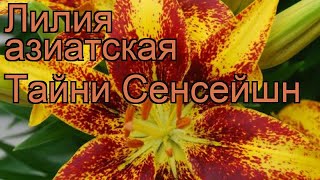 Лилия азиатская горшечная (lilium tiny sensation) 🌿 лилия обзор: как сажать луковицы лилии