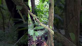 Rainforest ants in Costa Rica 🇨🇷 #nature #wildlife #earth