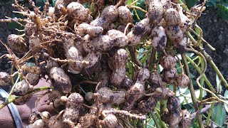 bt32 માંડવી છેલ્લી વાર પાય ##રાજપરા ## Peanut in my farm Rajpara,Rajkot, Gujrat,Bharat##🥜🥜