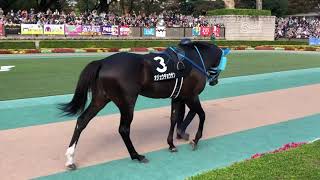 オジュウチョウサン完勝！ 11/3南武特別 パドック 現地映像 フルバージョン