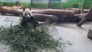 102.06.18 台北市立動物園 團團吃竹子 PART 1