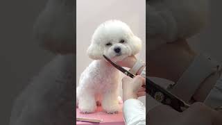 말티숑 첫 미용 귀툭튀컷/Maltichon Puppies First Grooming #몽블리스 #shorts #cutedog #doggrooming