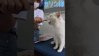 港のボス猫カリン様‼️ハチワレちゃんに唸りパンチ Ferocious cat #shorts