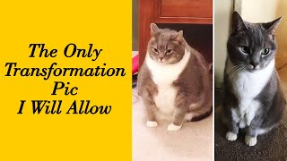 50 Cats Who Transformed From Mega-Chonkers to Lean, Mean Floof Machines