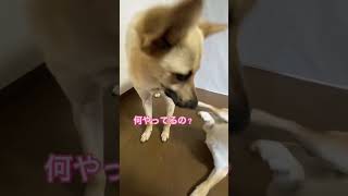 凛ちゃんにしつけしてるのに、自分が必死の柴犬コタロウ