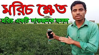 মরিচ ক্ষেত || মরিচ একটি লাভজনক ফসল || Pepper Cultivation || হাজেরা ভিশন