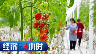 上不见天下不沾土，亩产却能翻倍！江苏昆山果蔬充满“科技范儿” 「经济半小时」20241210 | 财经风云