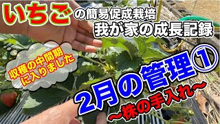 イチゴの2月の管理！！葉かき、脇芽の整理、病害虫の確認！！〜イチゴの簡易促成栽培、我が家の成長記録動画シリーズ〜