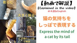 【英語字幕付】猫のしっぽの動きによる気持ちの表現を実際の映像を使用して解説する part1  Express the feelings of a cat with its tail