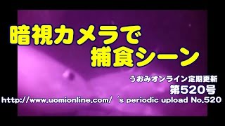 アナゴに背中を押されてカニ ビックリ！【水中動画の定期更新No.520】