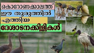 കൊറോണ കാലത്ത് ഈ തുരുത്തിൽ എത്തിയ ദേശാടനകിളികൾ |Migratory Birds in Kerala|Kozhikode