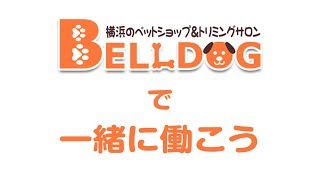 横浜のペットショップ ベルドックでは一緒に働く仲間を大募集中です☆