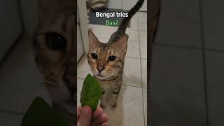 Felix the Bengal Cat Tries BASIL🌿