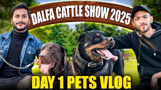 Dalfa cattle show 2025 | day 1 pets vlog in expo | pets show | cattle show | expo Dalfa cattle show