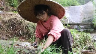 小麦生根、发芽、发酵中，自制麦芽糖（上）。#幺妈和幺叔