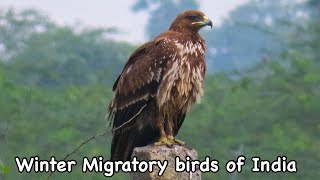 Winter migratory birds \u0026 Birds of Palani Hills 4K | Shot on Canon PowerShot sx740hs